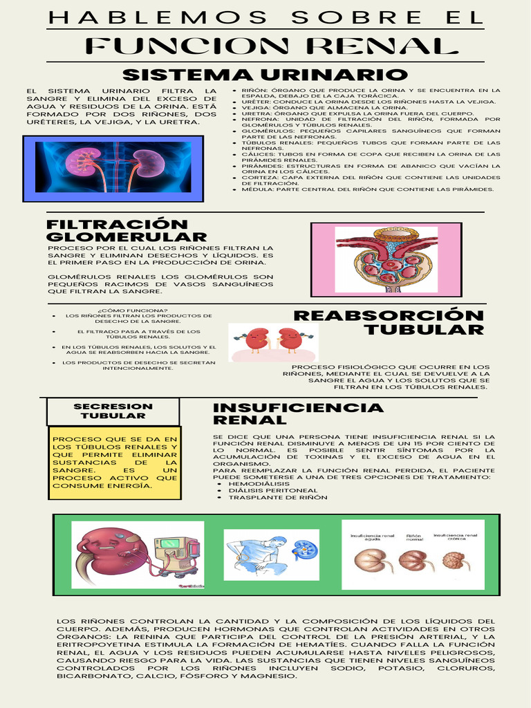 Infografia Sistema Urinario | PDF | Riñón | Orina