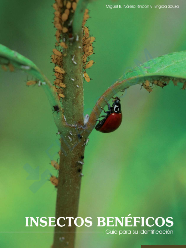 Guía de Identificación de Insectos Benéficos | PDF | Coccinellidae ...