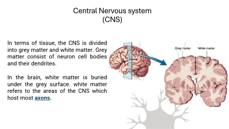 CNS Tissue: Grey and White Matter | PDF
