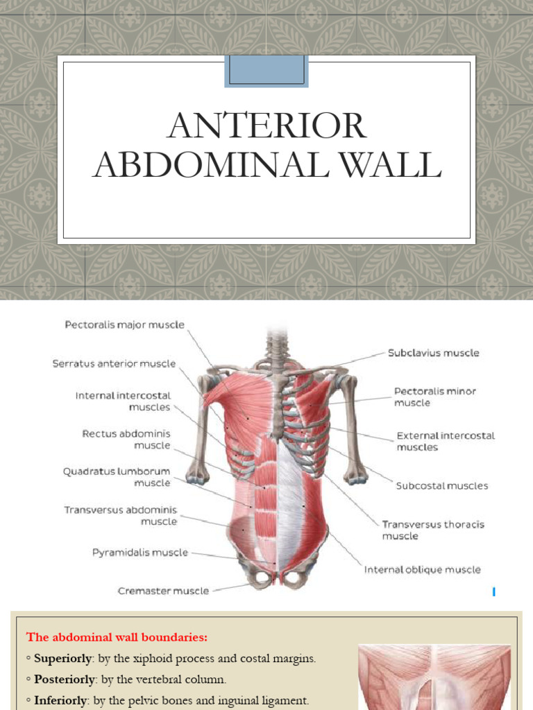 Anatomy of the Anterior Abdominal Wall | PDF | Abdomen ...