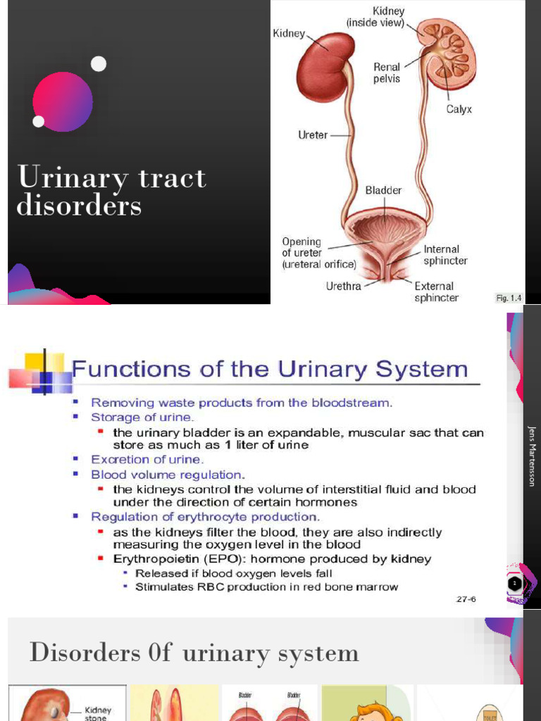 Urinary Tract Disorders Overview | PDF | Urinary Incontinence | Medical ...