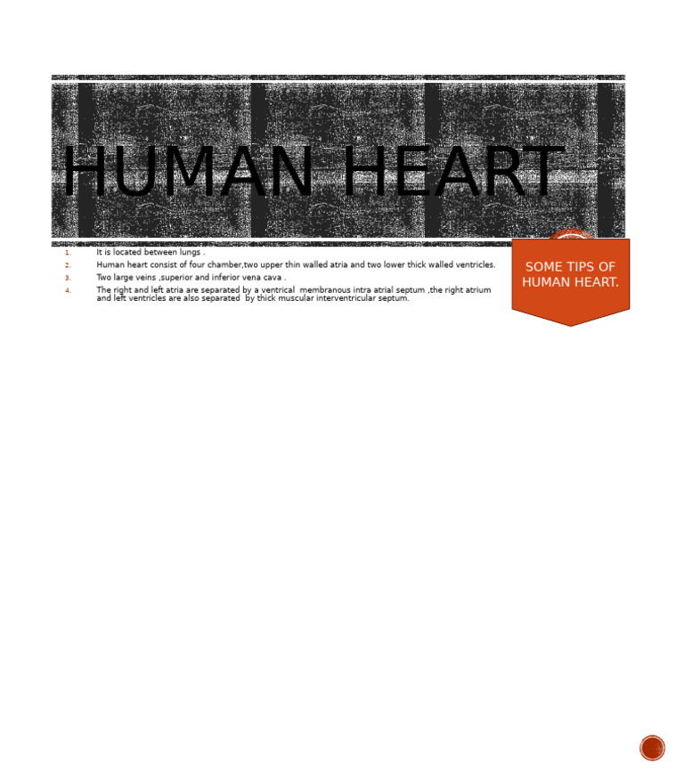 Anatomy of the Human Heart | PDF