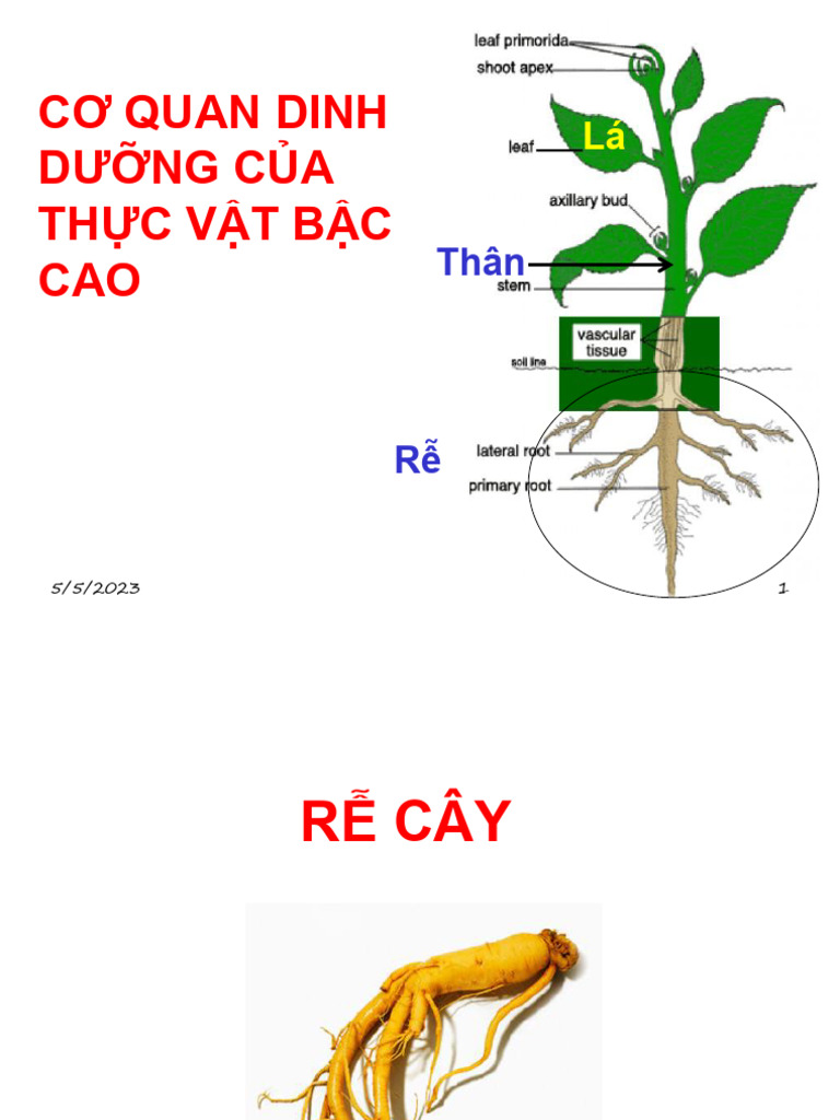 B3. Rễ cây | PDF