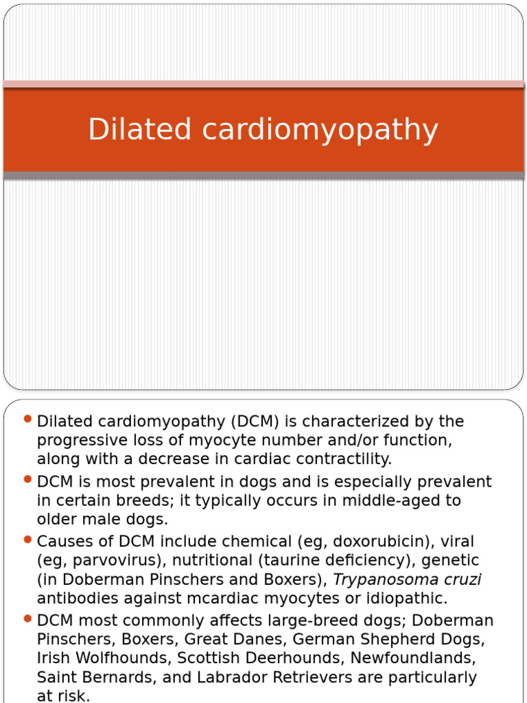 Photo inspiration: Gallery Detail: Understanding Dilated Cardiomyopathy In Dogs Pdf