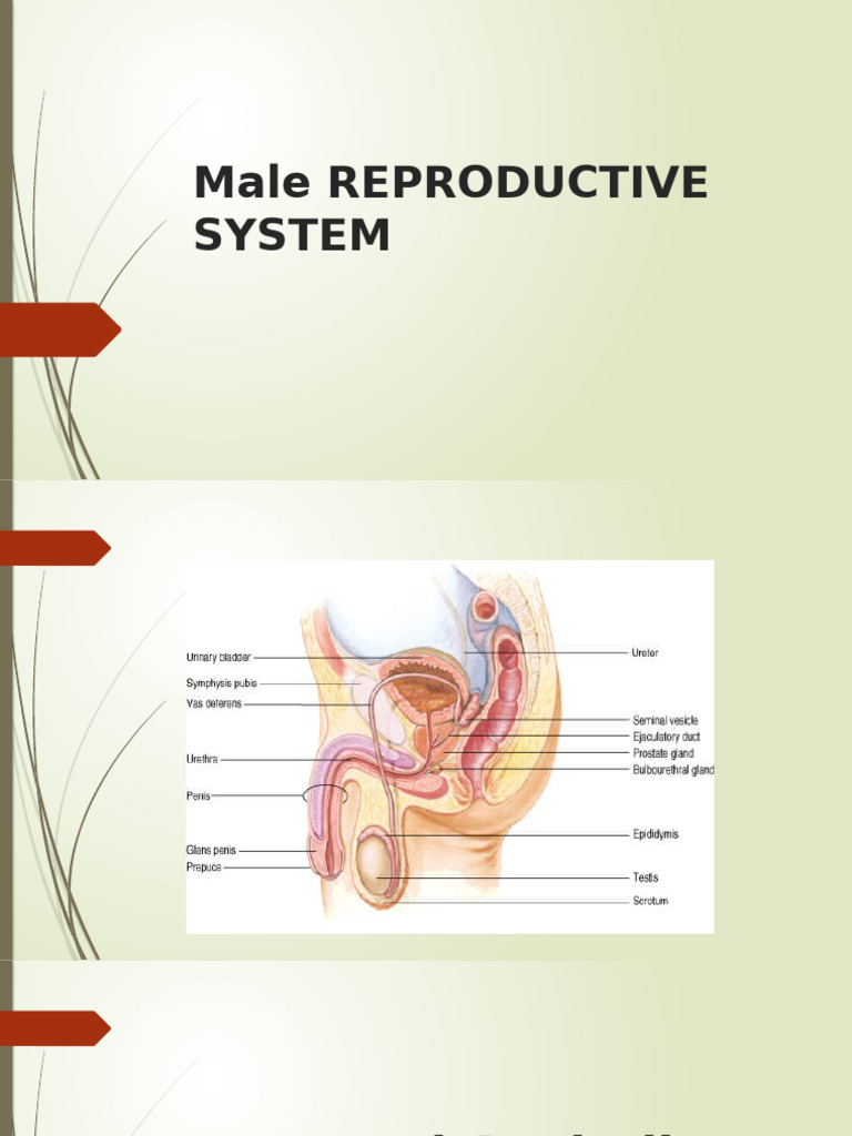 Male REPRODUCTIVE SYSTEM | PDF | Testicle | Prostate