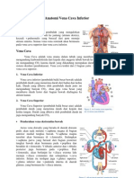 Anatomi Vena Cava Inferior