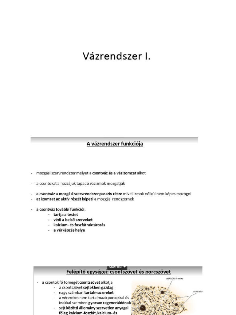 14-Csont-Váz-Rendszer I. - Sci | PDF