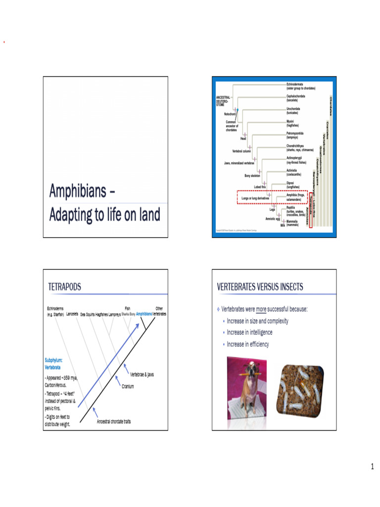 Evolution of Amphibians on Land | PDF | Amphibian | Vertebrates