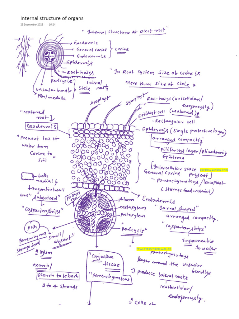 Internal Structures of Organs | PDF