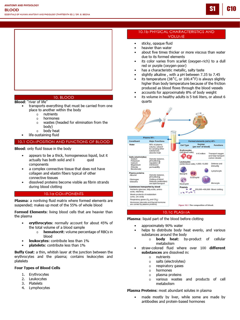 Chapter 10 Blood | PDF | White Blood Cell | Red Blood Cell