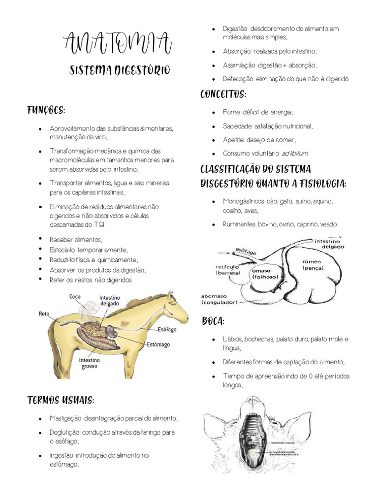 Anatomia do Sistema Digestório dos Ruminantes | PDF | Digestão | Estômago