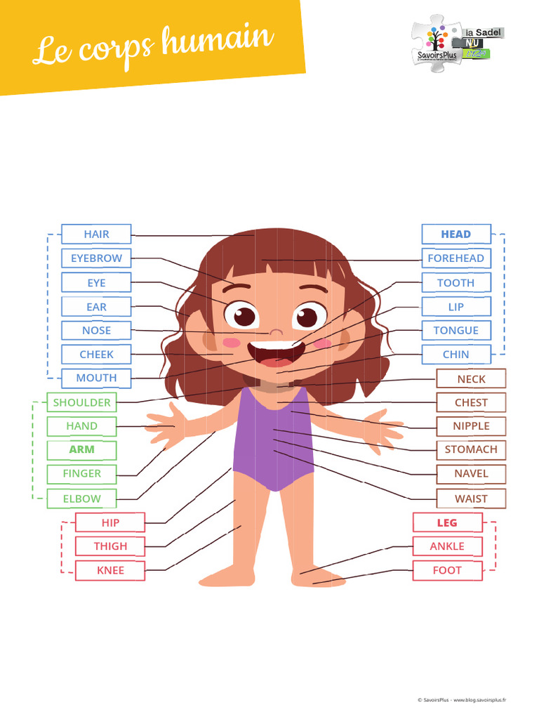 Parts of the Human Body in English | PDF | Human Anatomy
