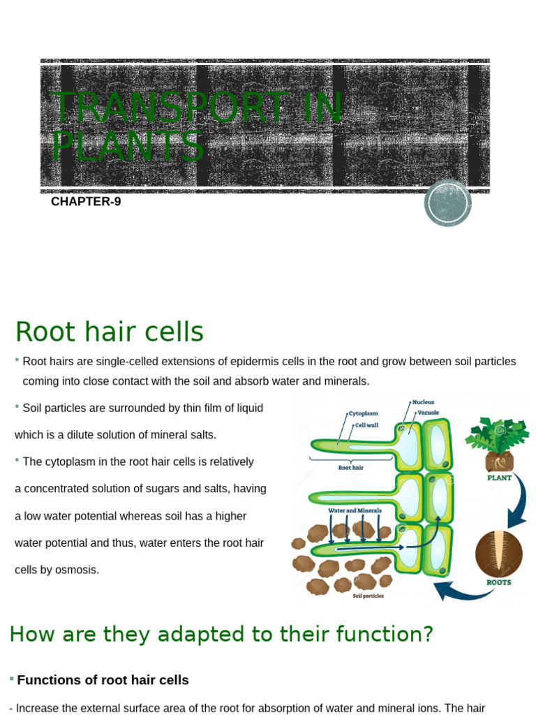 Root Hair Cell Adaptations in Plants | PDF | Leaf | Root