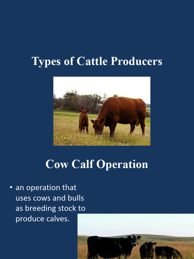 Types of Cow-Calf Operations Explained | PDF | Cattle | Weaning