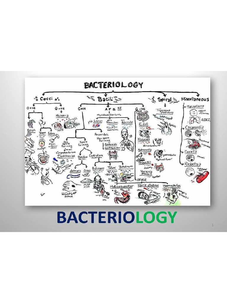 Bacteriology in A Flashpdf Version 1 - 240924 - 161917 | PDF