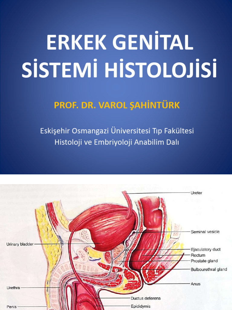 11-Erkek Genä°tal Sä°stem Hä°stolojä°sä° | PDF