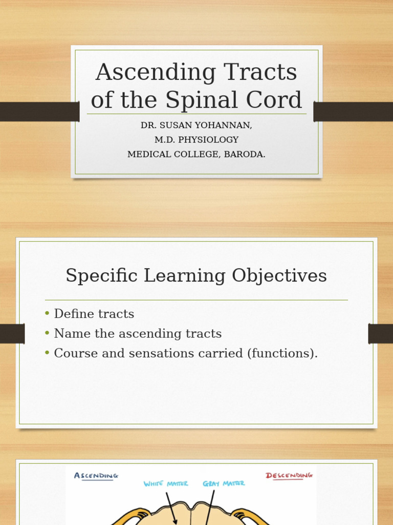 Ascending Tracts | PDF | Cerebellum | Spinal Cord