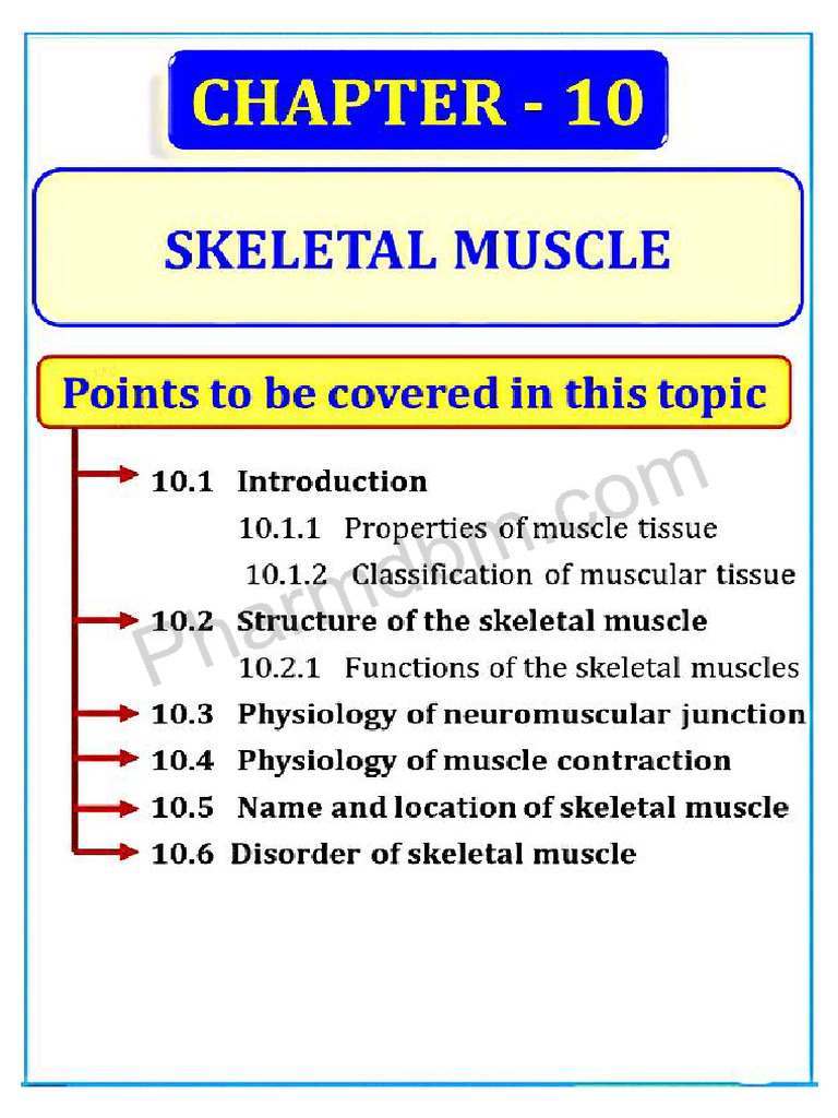 Human Anatomy and Physiology Chapter 10 | PDF
