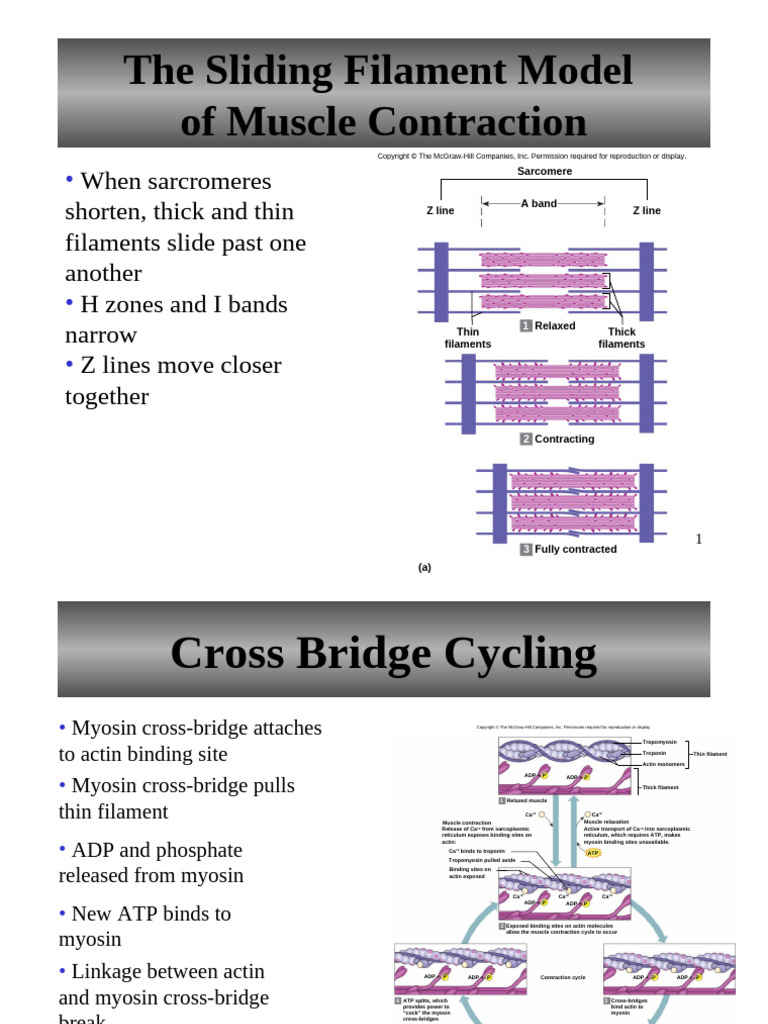 Chapt09 Part 2-A (CTTO) | PDF | Muscle Contraction | Cell Biology