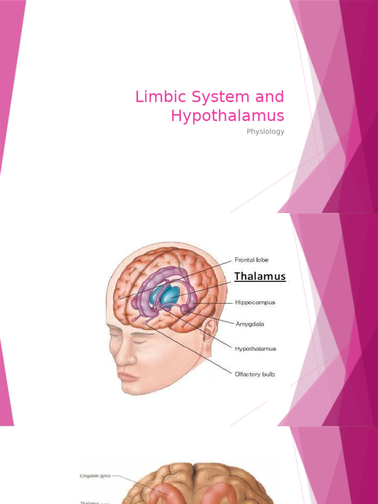 Limbic System: Functions and Anatomy | PDF | Limbic System | Hypothalamus