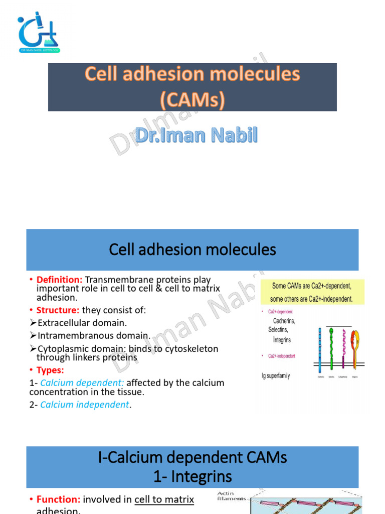 Overview of Cell Adhesion Molecules | PDF | Cell Adhesion | Macromolecules