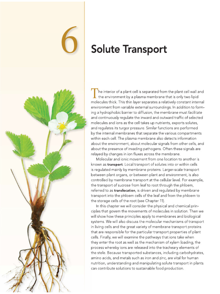 Chapter 6 Solute Transport | PDF