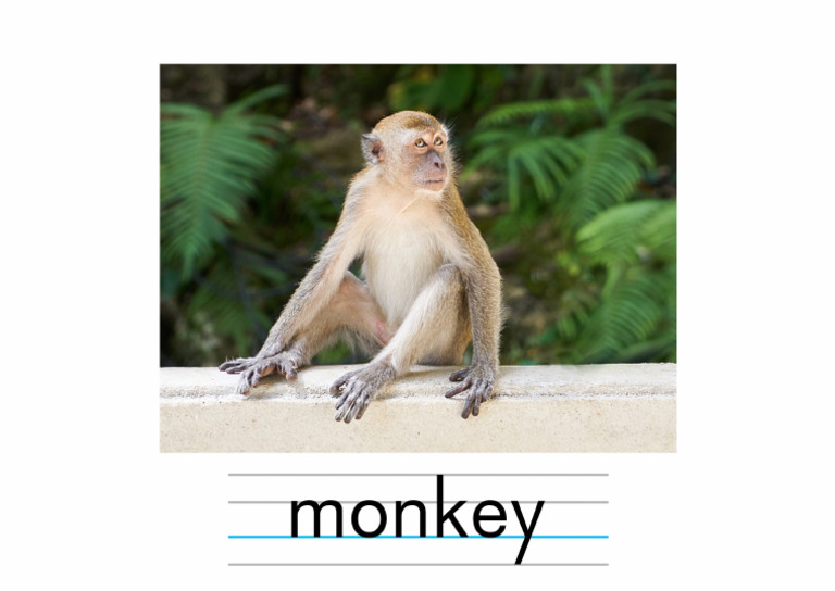 Monkey | PDF