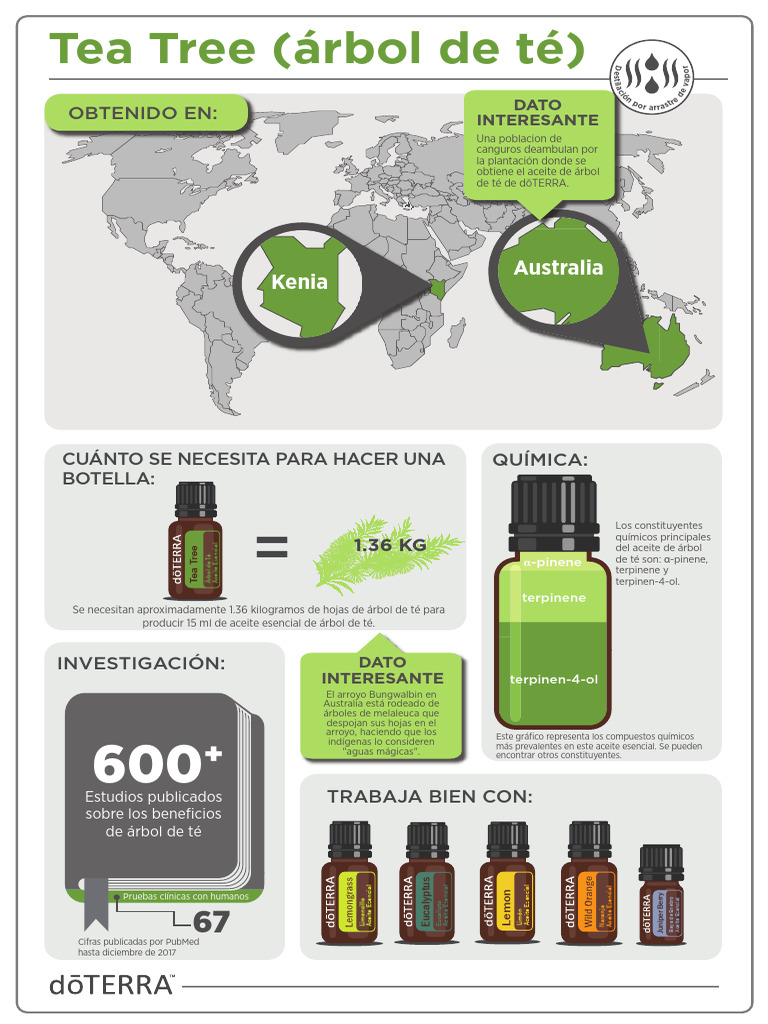Infographic Tea Tree | PDF