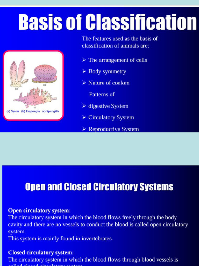 Overview of Animal Kingdom Phyla | PDF | Zoology | Organisms