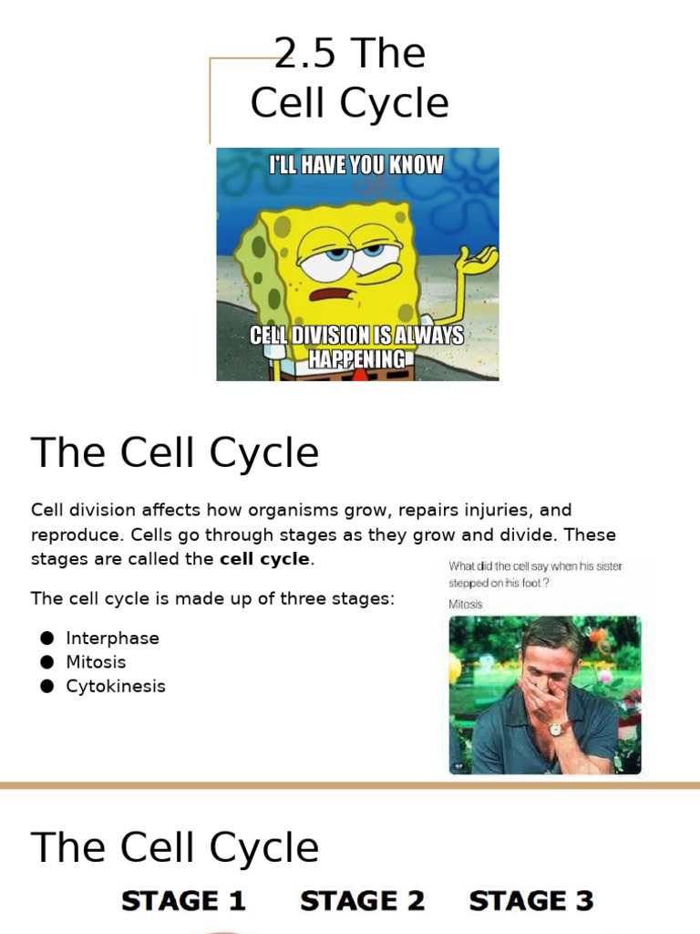 Understanding the Cell Cycle Stages | PDF | Mitosis | Cell Cycle