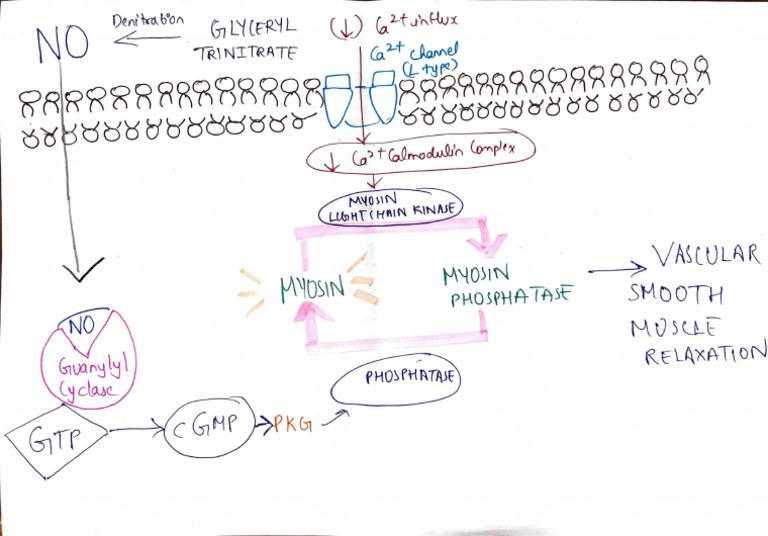 Pharmacology Flowchart Guide | PDF