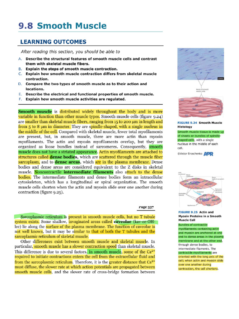 13th Ed Info (Smooth Muscles) | PDF