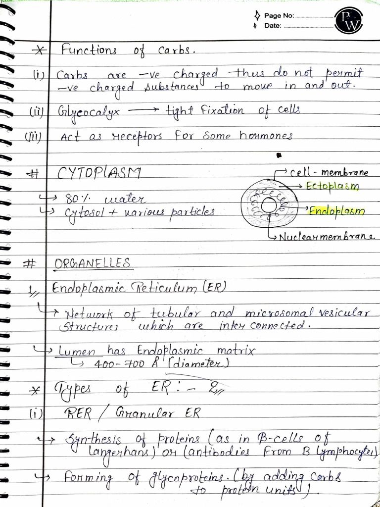 Functions of Endoplasmic Reticulum | PDF