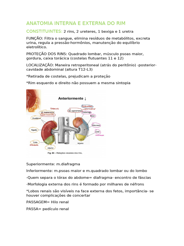 Anatomia e Funções dos Rins Humanos | PDF