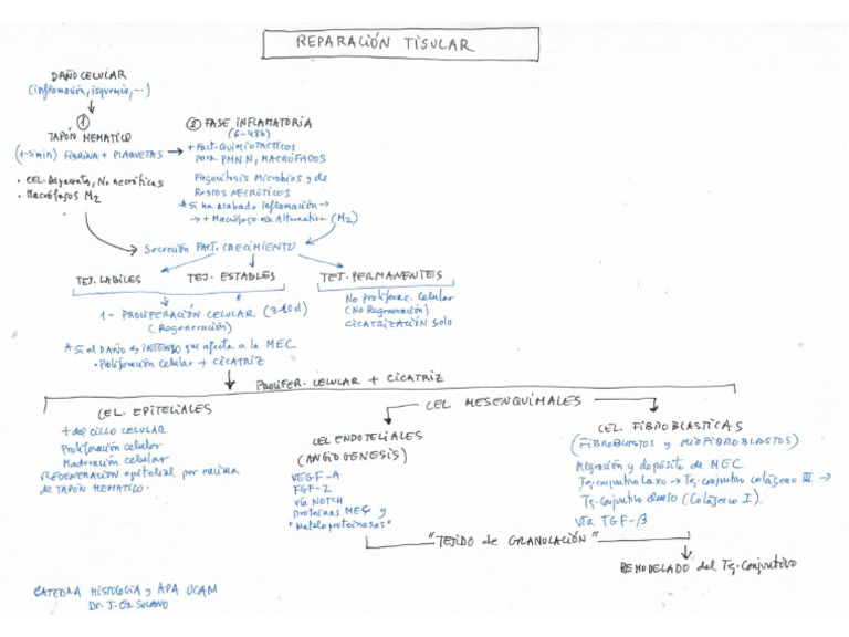 Tema 3. Reparaci C3 93N Tisular y Cicatrizaci C3 93N | PDF