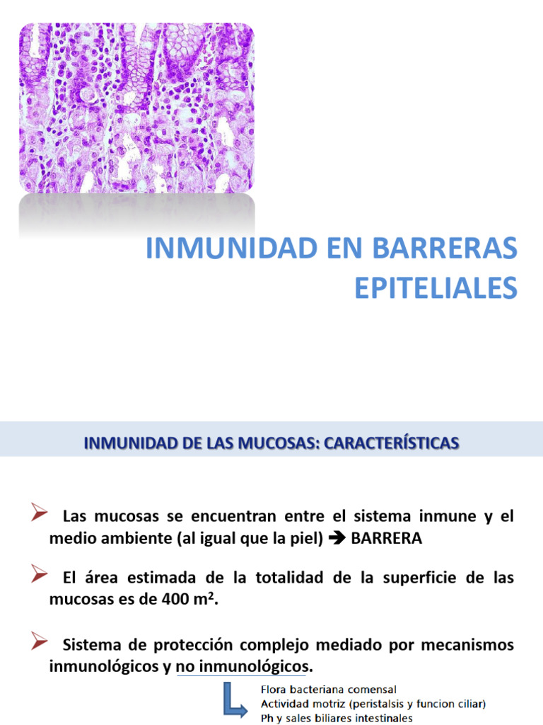 Seminario Inmunología 5 MUCOSAS 2020 | PDF | Sistema inmune | Membrana ...