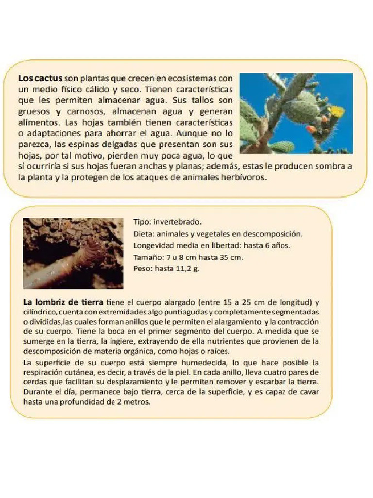 Cactus | PDF
