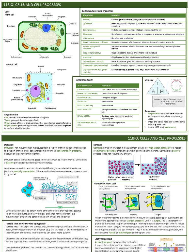 11BIO_Cells and cell processes_Revision notes_ALLK | PDF | Cell ...
