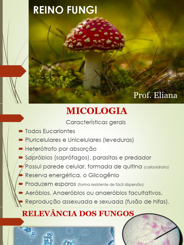 Características do Reino Fungi | PDF | Fungo | Micologia