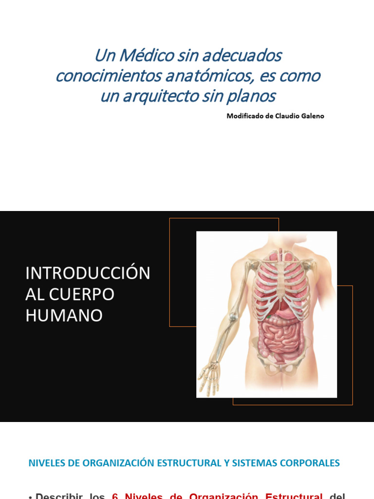Anatomía y Organización del Cuerpo Humano | PDF | Anatomía | Cuerpo humano