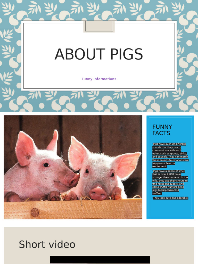 Fun Facts About Pigs | PDF