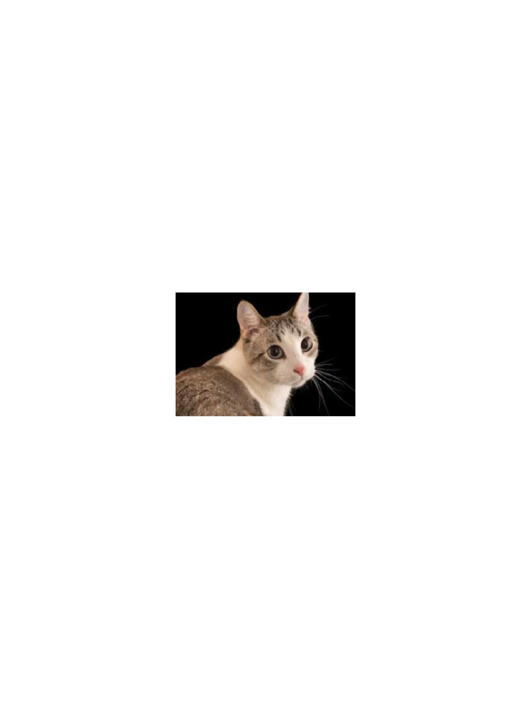 Cat 1 | PDF