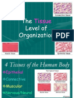 2- Body Tissues