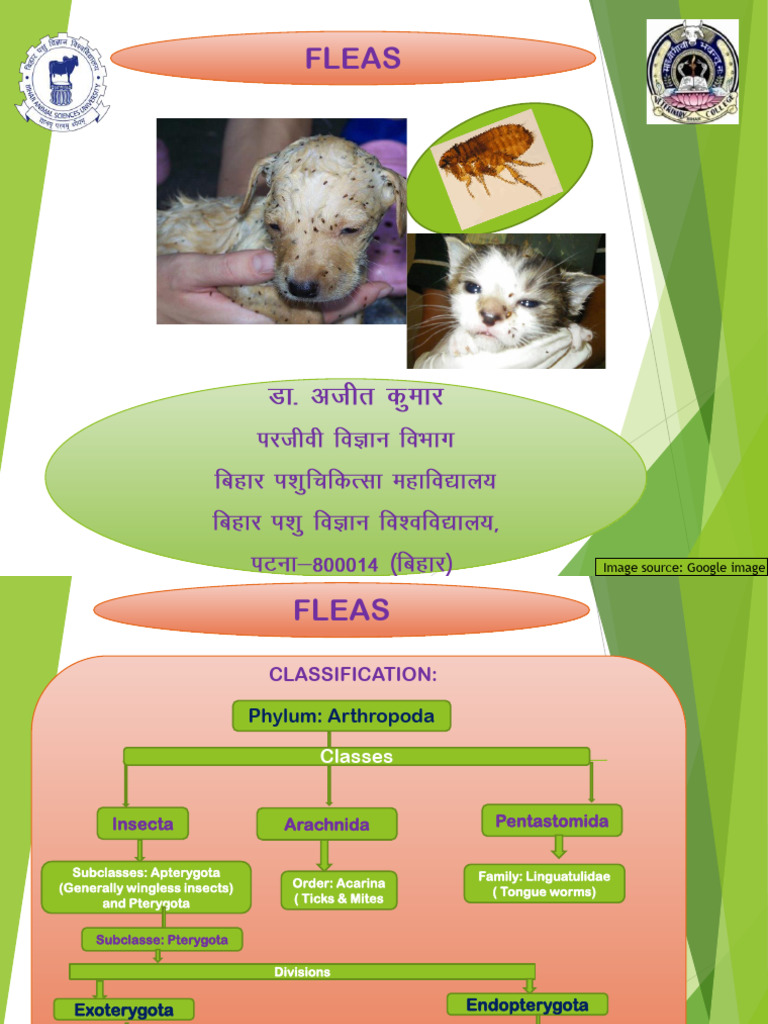 Fleas: Classification, Life Cycle, and Control | PDF | Insects