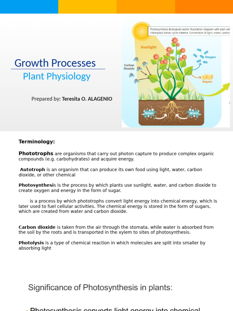 Understanding Plant Photosynthesis Process | PDF | Photosynthesis | Redox