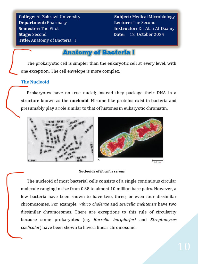 Anatomy of Bacteria: Nucleoid & Cell Structure | PDF | Cell Membrane ...