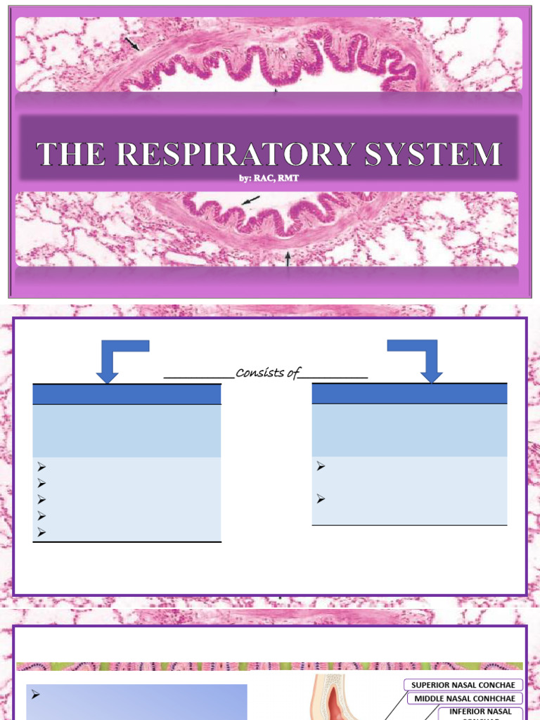 Overview of the Respiratory System | PDF | Respiratory Tract | Lung