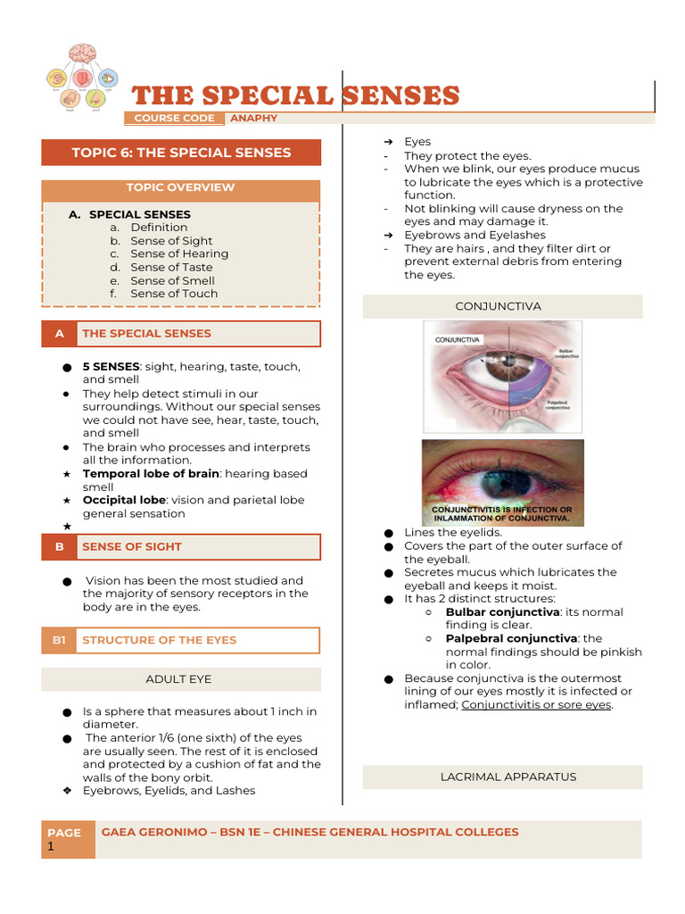 Understanding the Special Senses | PDF | Ear | Senses