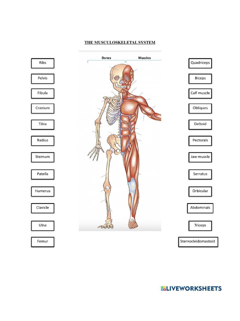Worksheet Musculoskeletal | PDF