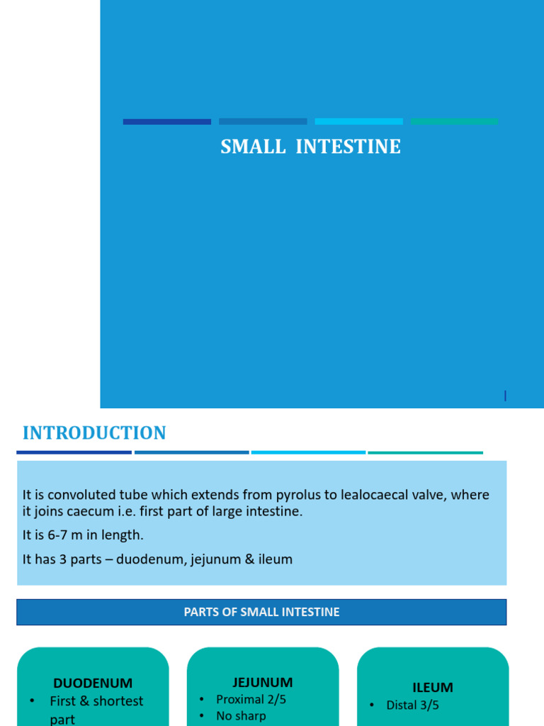Overview of Small Intestine Structure | PDF | Rectum | Small Intestine